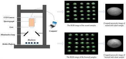 Blueberry bruise non-destructive detection based on hyperspectral information fusion combined with multi-strategy improved Beluga Whale Optimization algorithm